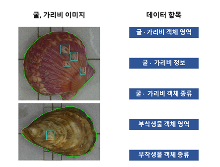 지능형 스마트양식장 통합 데이터 (가리비)-이미지 예시_1