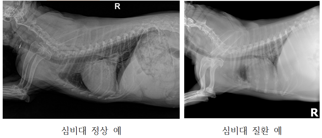 반려동물 질병 진단을 위한 영상 (흉부)-이미지 전처리_1