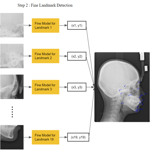 측면두부규격방사선사진(cephalography)-AI 기반 측면두부규격방사선 분석 모델-모델 설계-정확한 랜드마크 좌표 추출 모델(2단계)