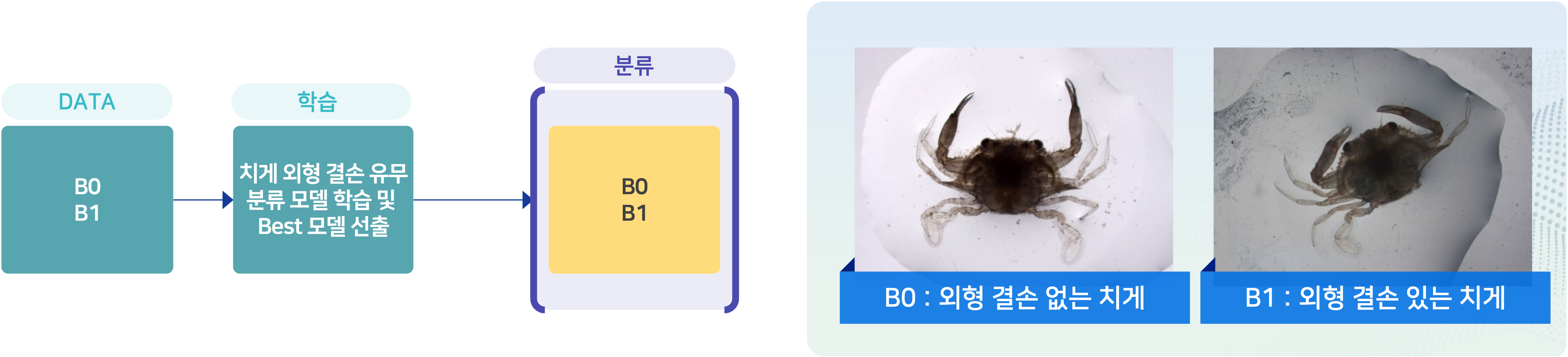 갑각류 치게 외형 결손 분류 모델 EfficientNet 모델학습 순서