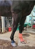 말 다리 흰점 라벨링데이터 예시